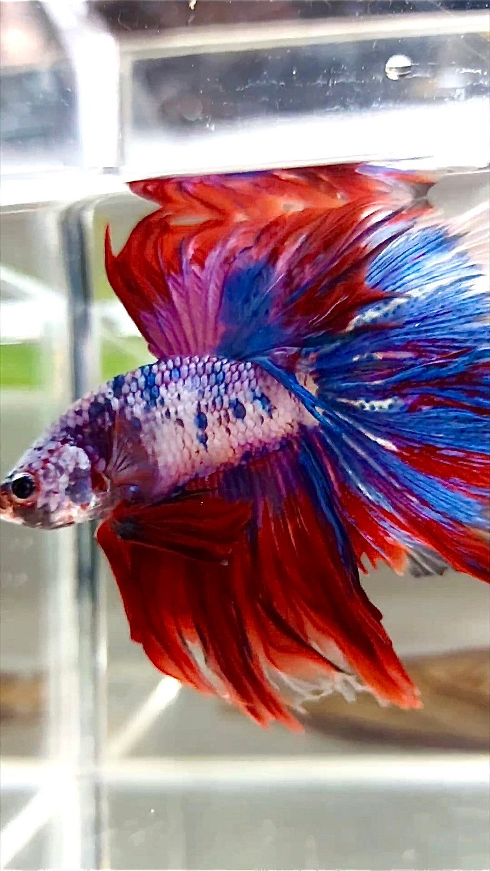 XL HALFMOON OVERTAIL ROSETAIL ROT LILA FANTASTISCHER MEHRFARBIGER BETTA-FISCH