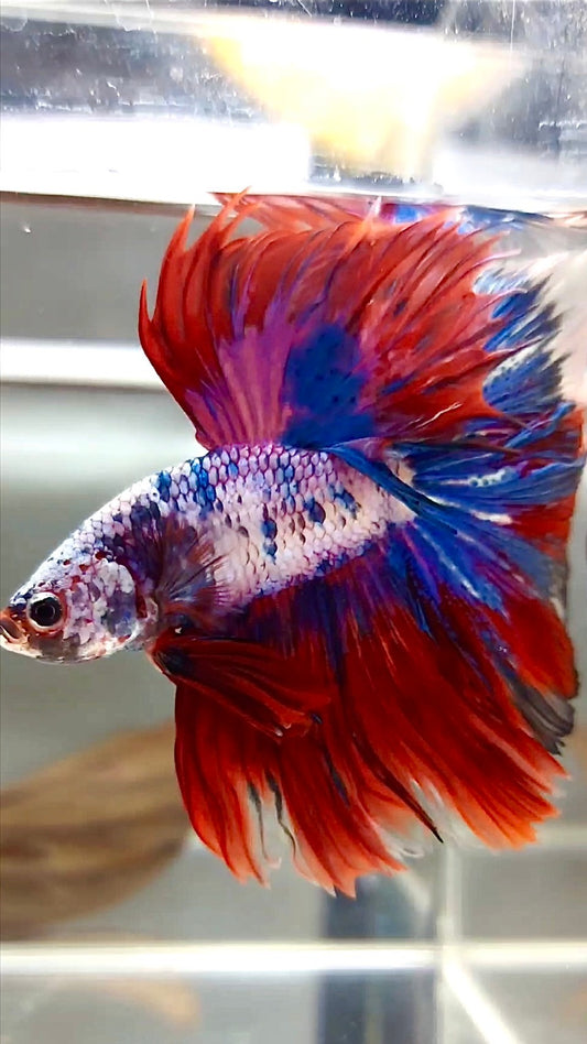 XL HALFMOON OVERTAIL ROSETAIL ROT LILA FANTASTISCHER MEHRFARBIGER BETTA-FISCH