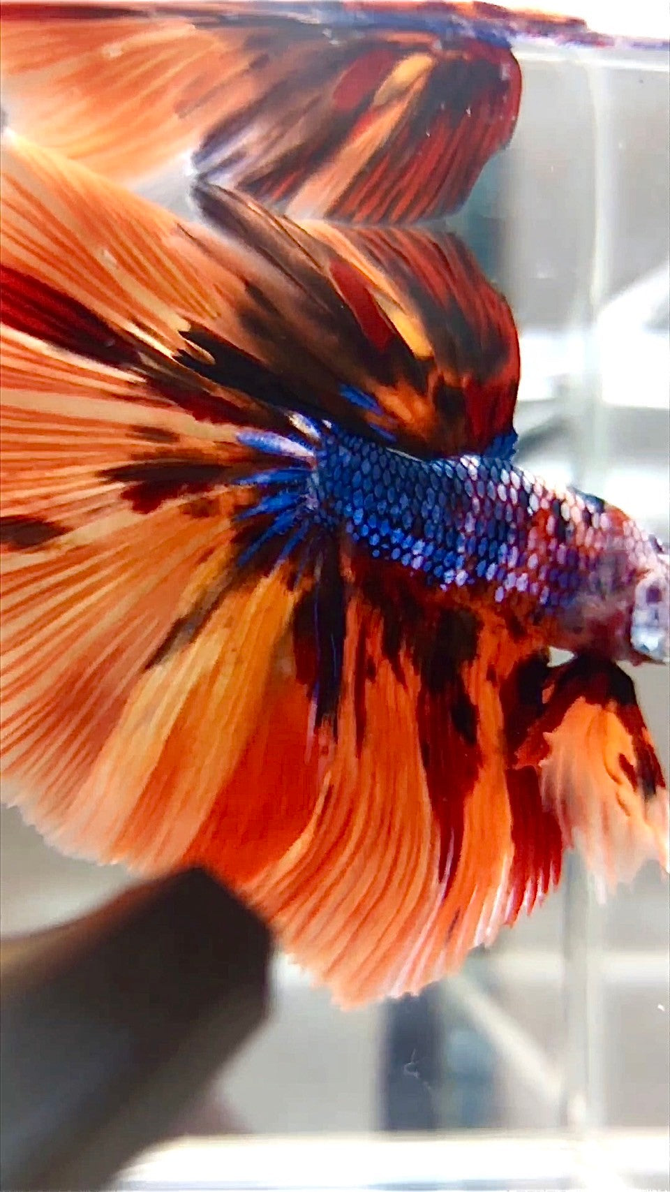 XL HALFMOON ROSETAIL ORANGE FIRE MULTICOLOR BETTA FISH