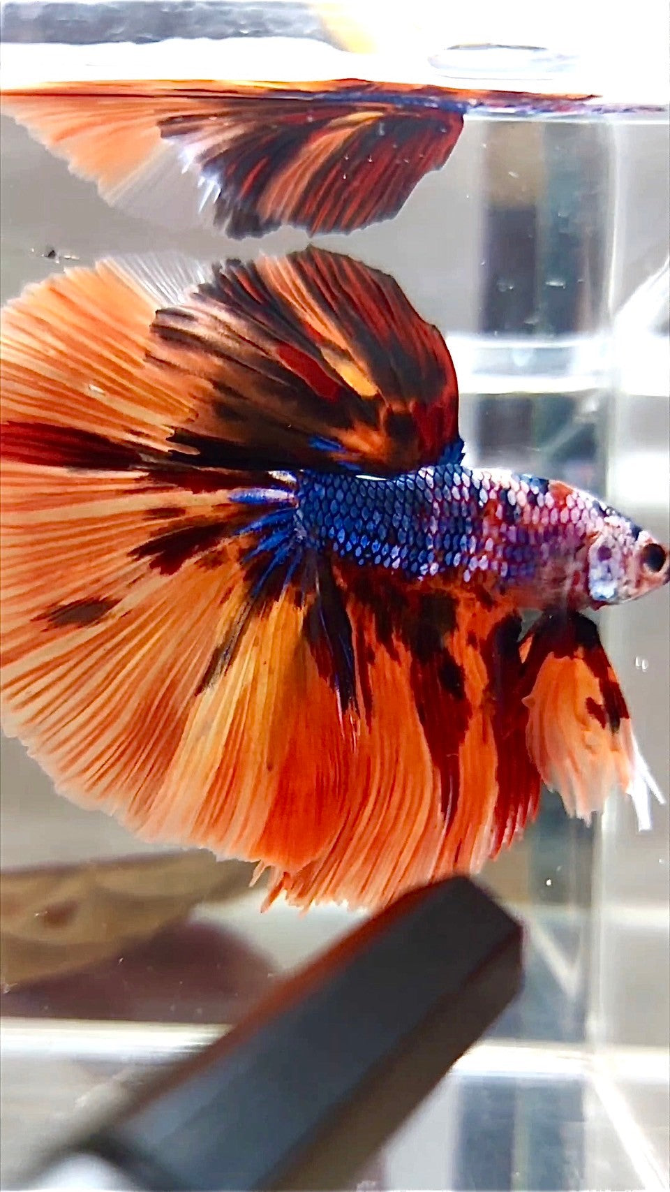 XL HALFMOON ROSETAIL ORANGE FIRE MULTICOLOR BETTA FISH