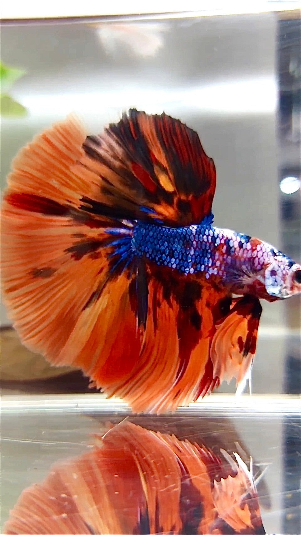 XL HALFMOON ROSETAIL ORANGE FIRE MULTICOLOR BETTA FISH