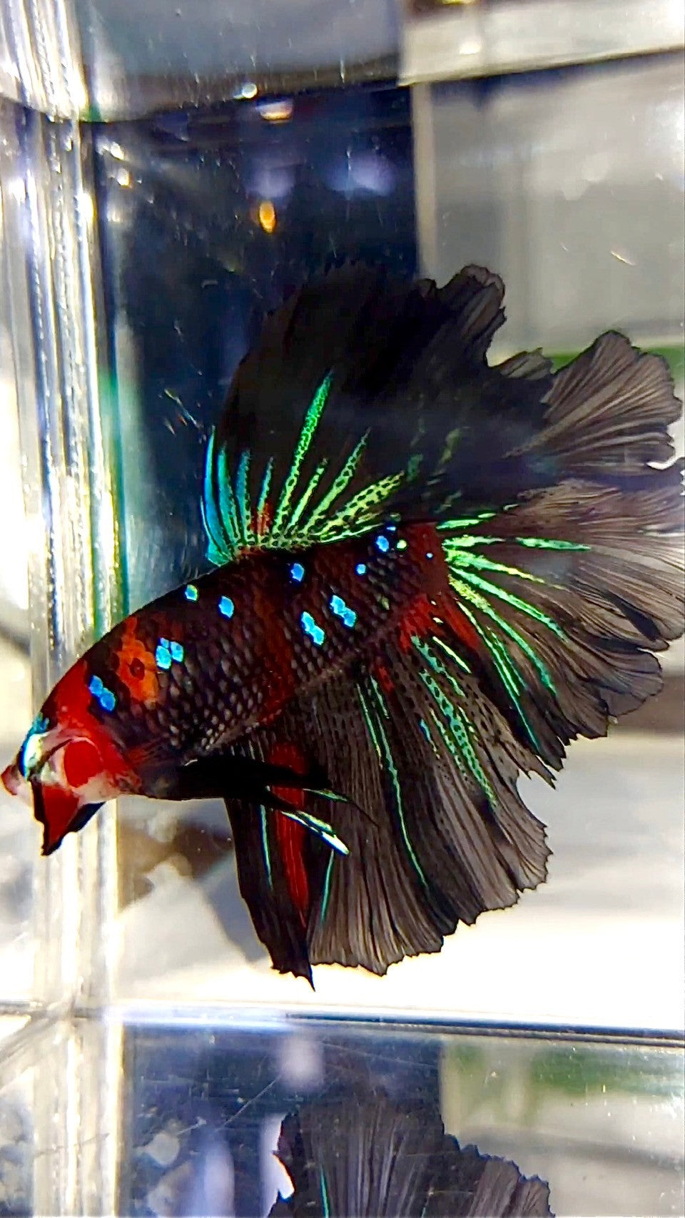 XL HALFMOON ROSETAIL ROT SCHWARZ GALAXY KOI MULTICOLOR BETTA FISCH