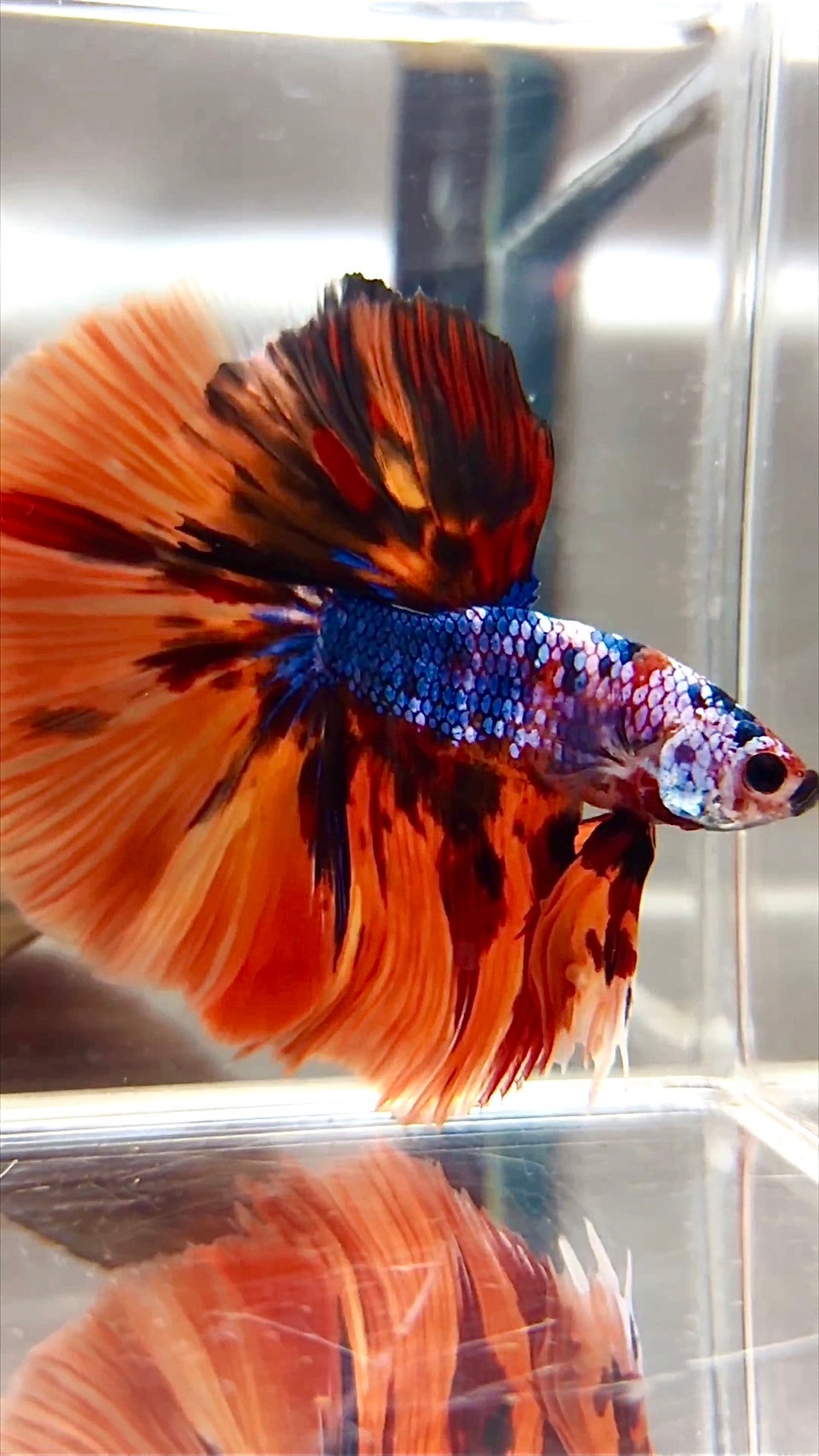 XL HALFMOON ROSETAIL ORANGE FIRE MULTICOLOR BETTA FISH