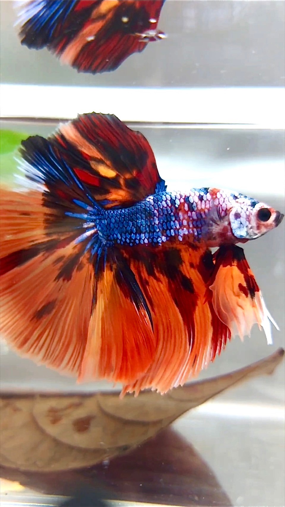 XL HALFMOON ROSETAIL ORANGE FIRE MULTICOLOR BETTA FISH