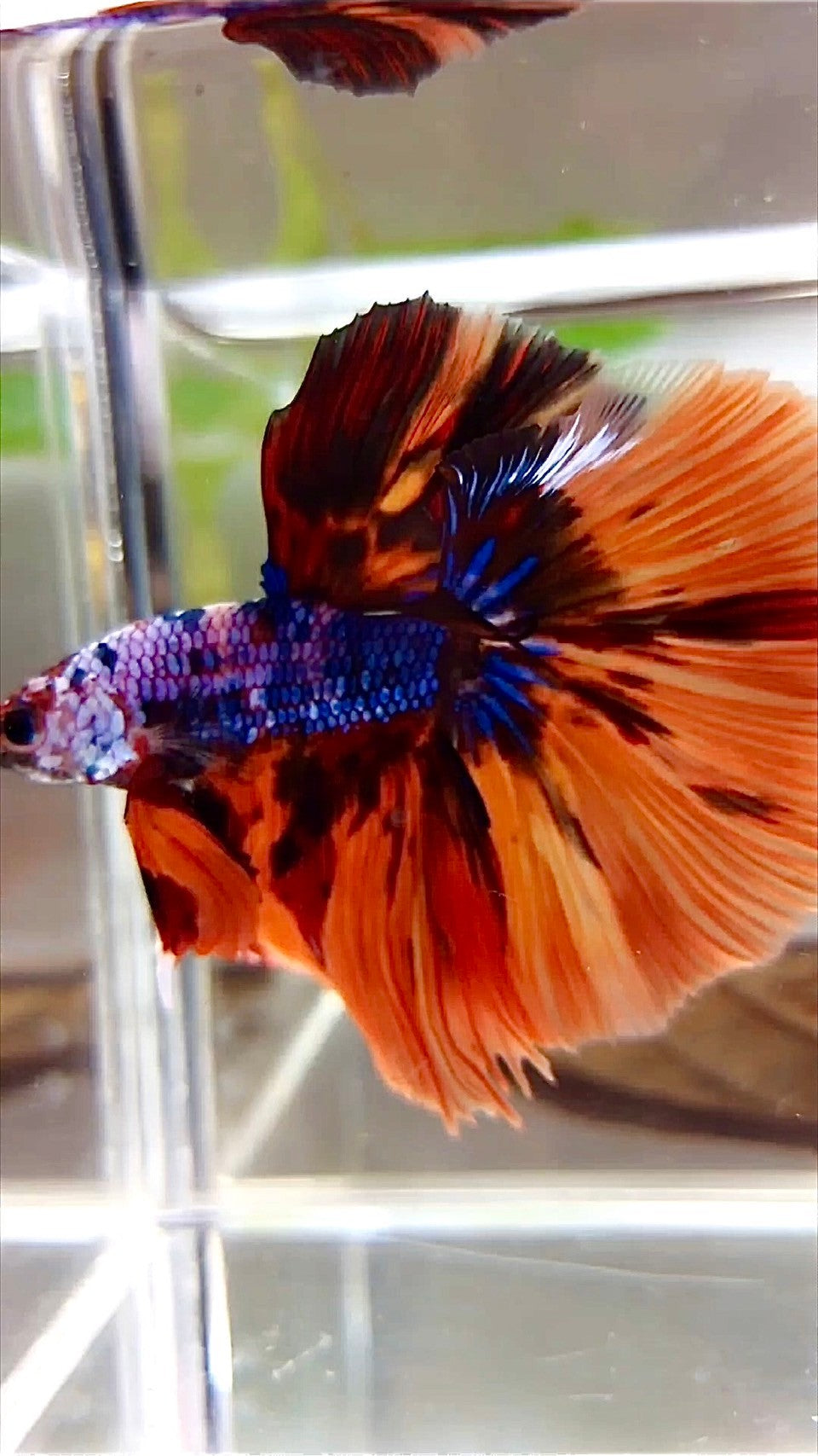 XL HALFMOON ROSETAIL ORANGE FIRE MULTICOLOR BETTA FISH