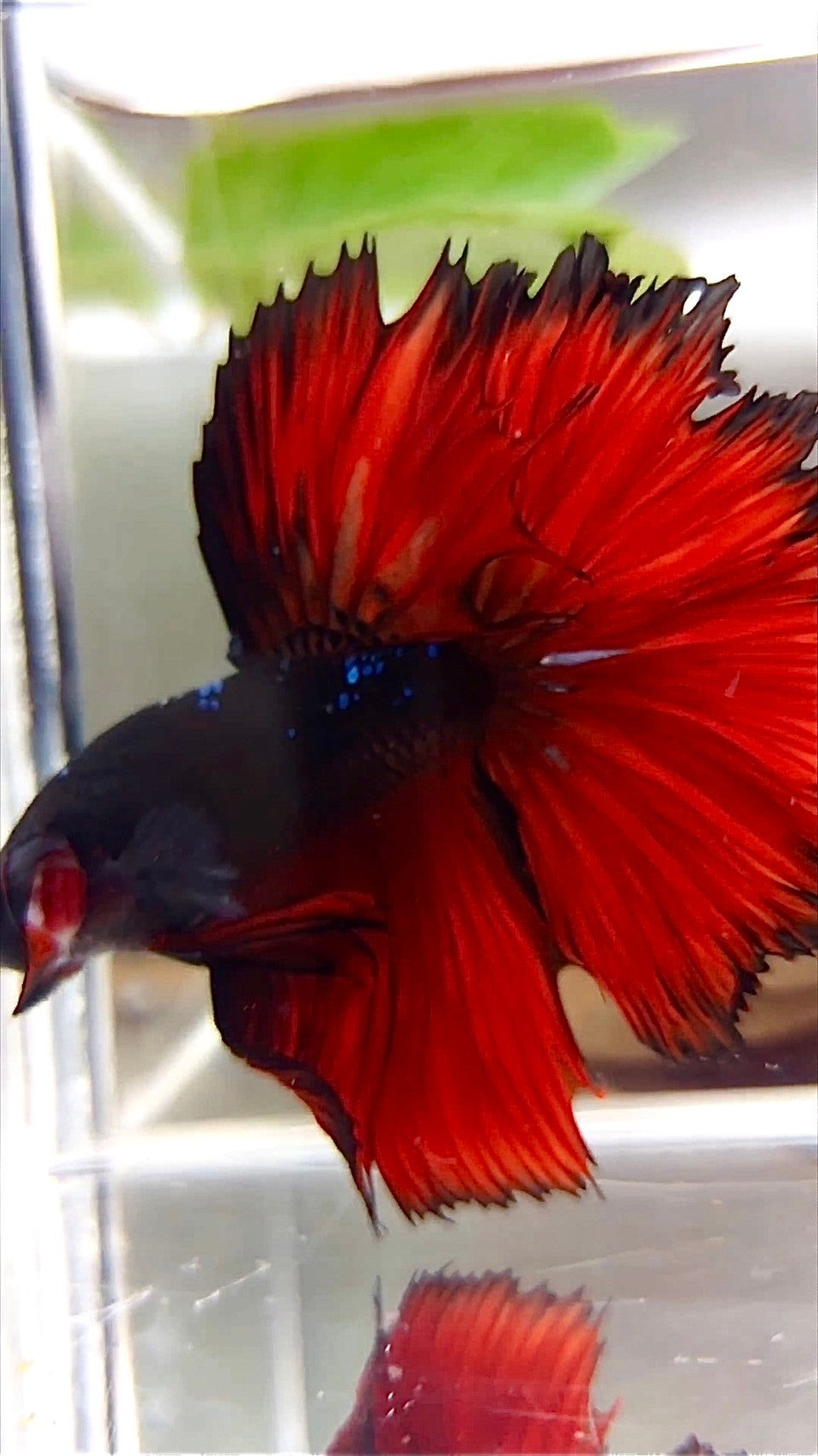 HALFMOON ROSETAIL BLACK GALAXY AVATAR ROTER VAMPIR BETTA FISCH