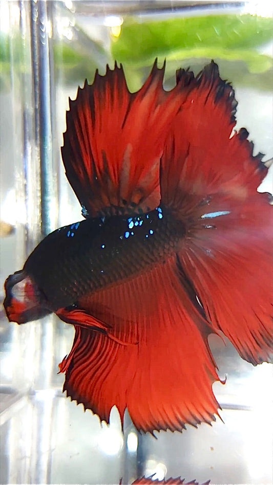 HALFMOON ROSETAIL BLACK GALAXY AVATAR ROTER VAMPIR BETTA FISCH