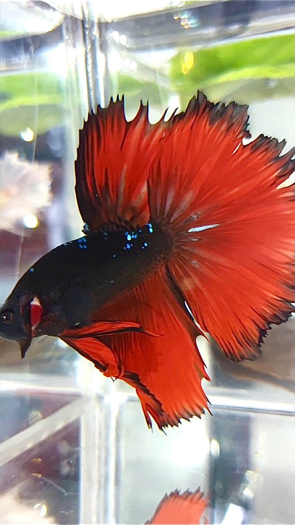 HALFMOON ROSETAIL BLACK GALAXY AVATAR RED VAMPIRE BETTA FISH