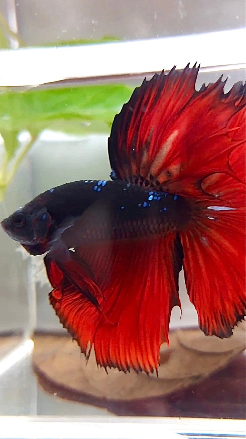 HALFMOON ROSETAIL BLACK GALAXY AVATAR RED VAMPIRE BETTA FISH