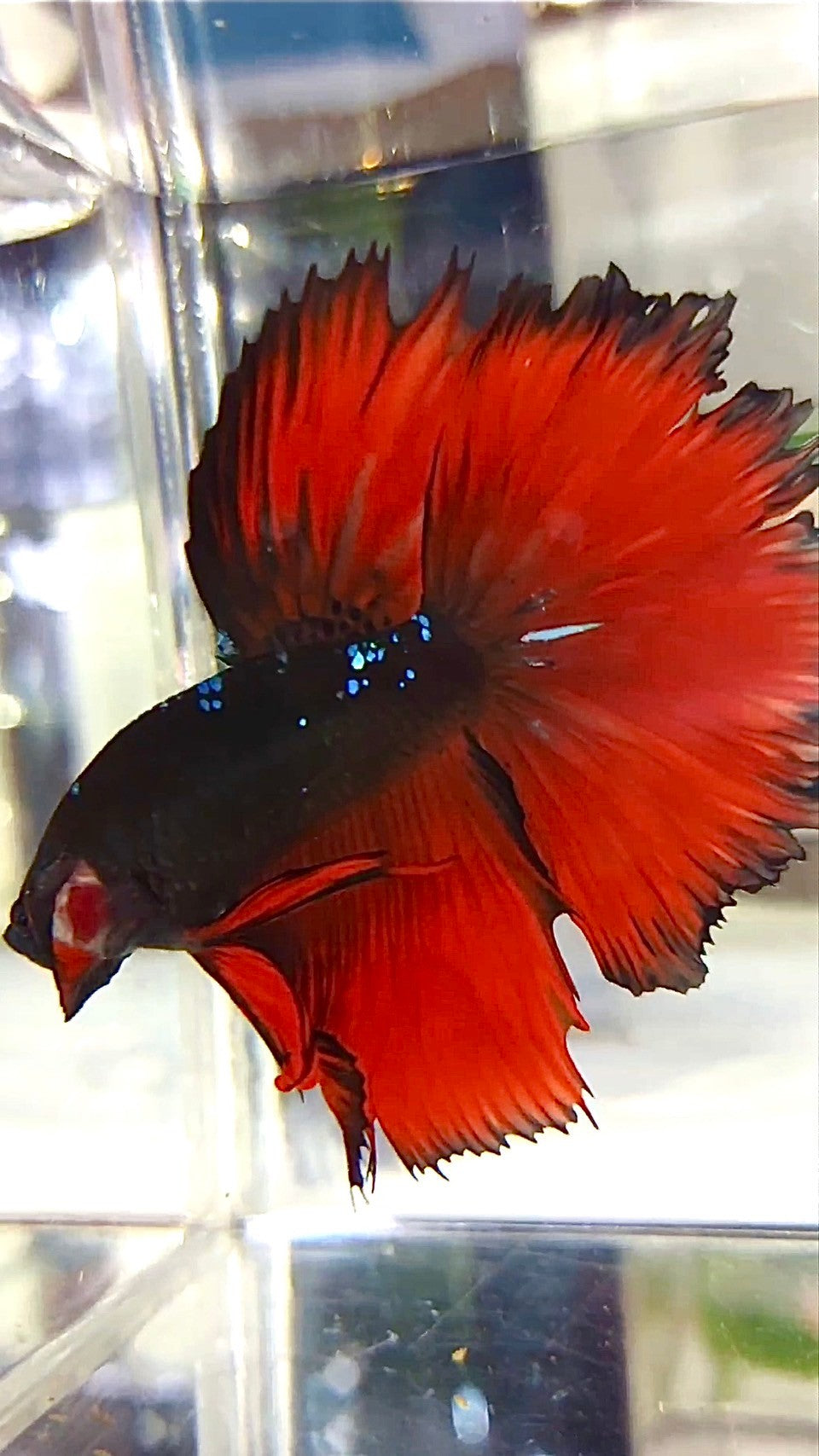 HALFMOON ROSETAIL BLACK GALAXY AVATAR RED VAMPIRE BETTA FISH