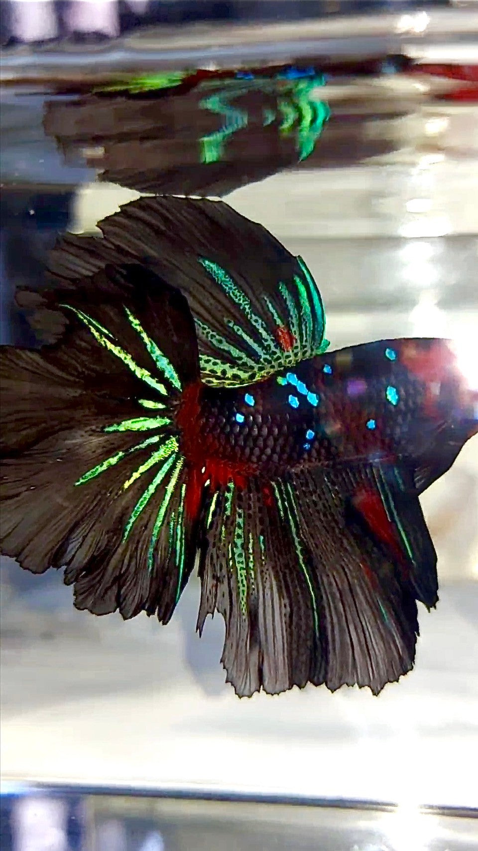 XL HALFMOON ROSETAIL ROT SCHWARZ GALAXY KOI MULTICOLOR BETTA FISCH