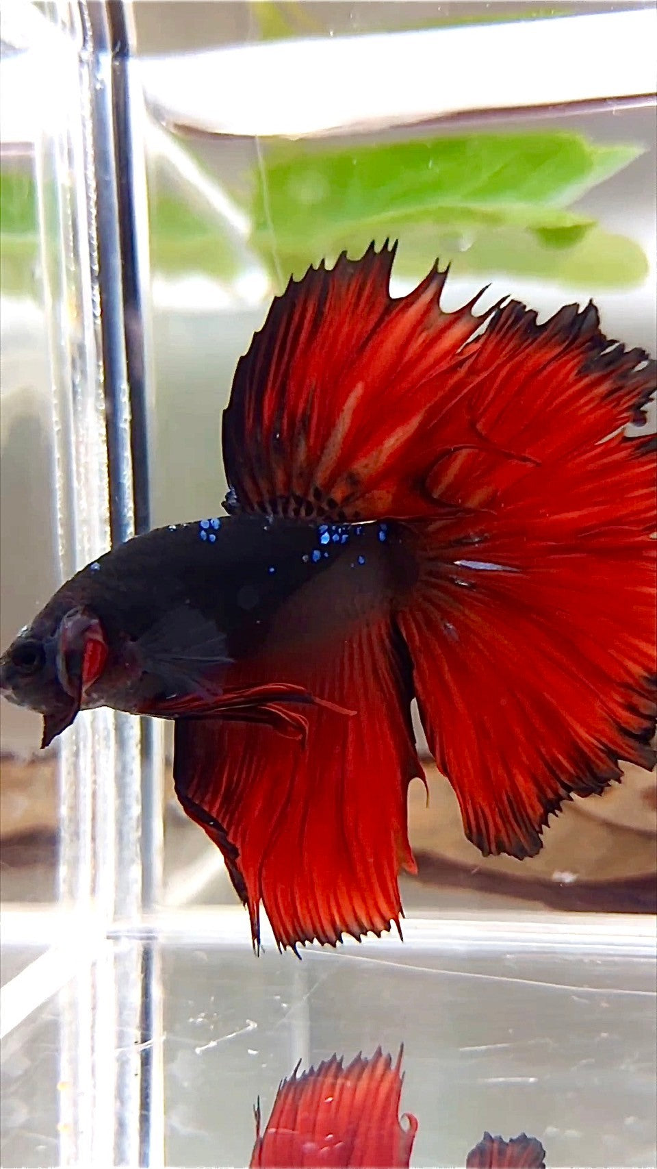 HALFMOON ROSETAIL BLACK GALAXY AVATAR ROTER VAMPIR BETTA FISCH