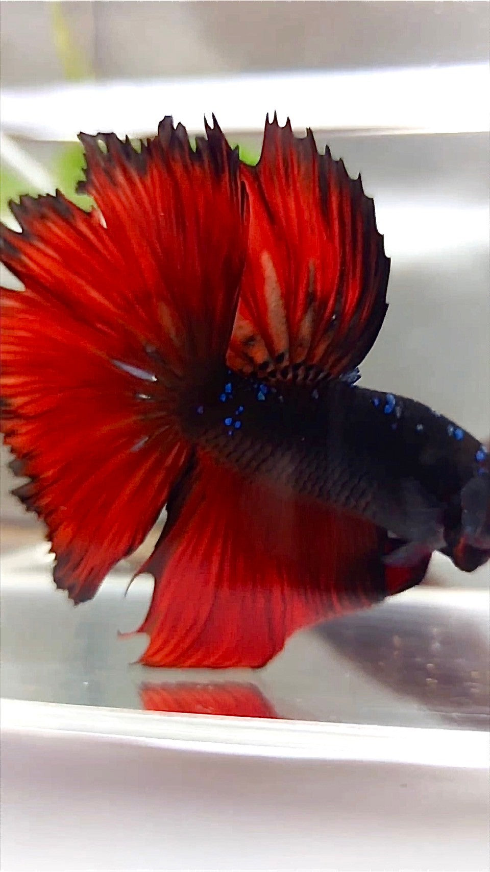 HALFMOON ROSETAIL BLACK GALAXY AVATAR RED VAMPIRE BETTA FISH