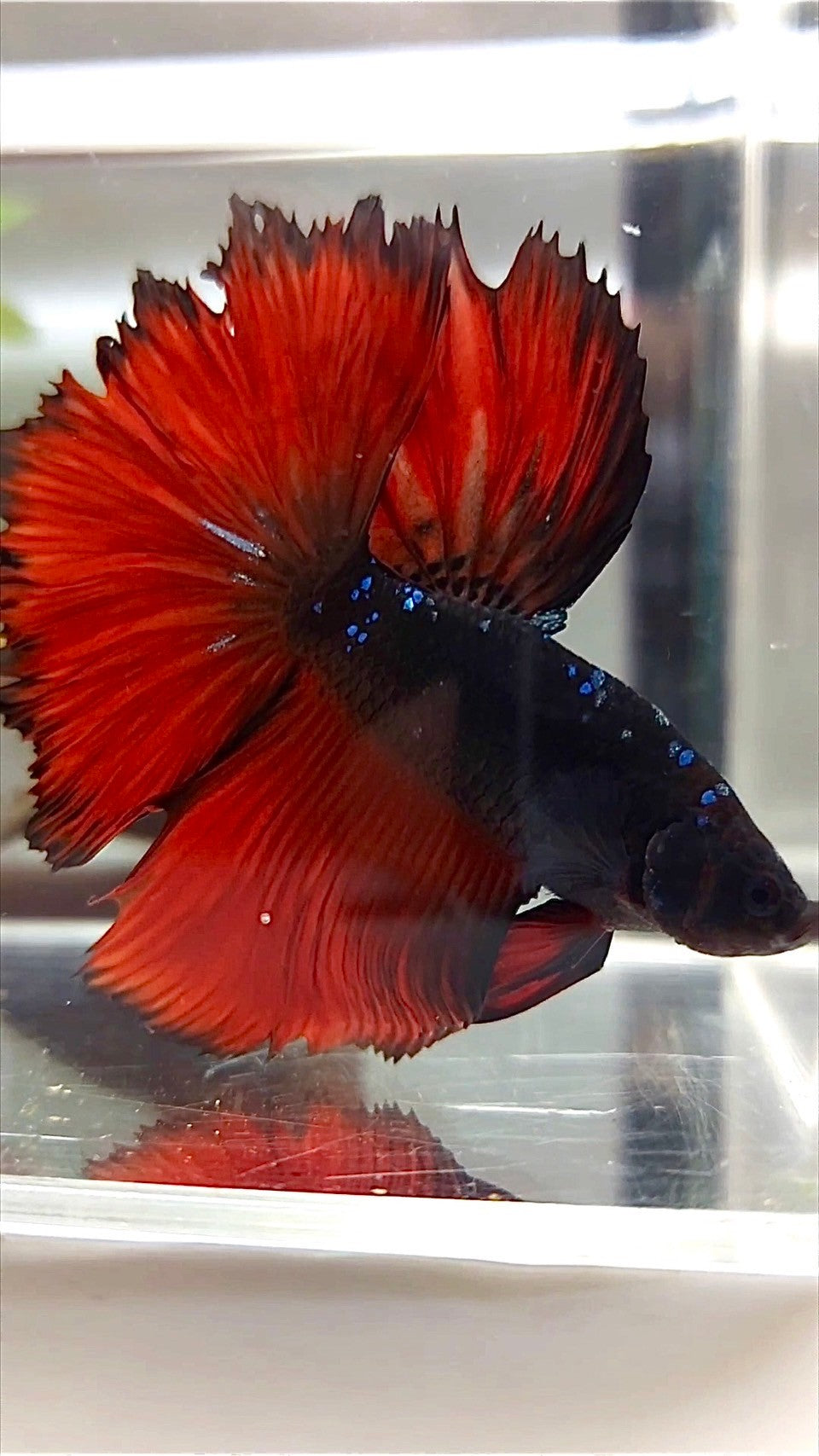 HALFMOON ROSETAIL BLACK GALAXY AVATAR ROTER VAMPIR BETTA FISCH