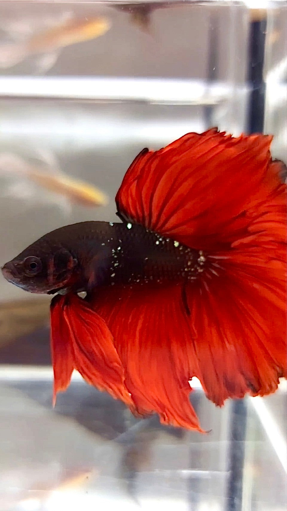 HALFMOON ROSETAIL BLACK GALAXY COPPER AVATAR RED VAMPIRE BETTA FISH