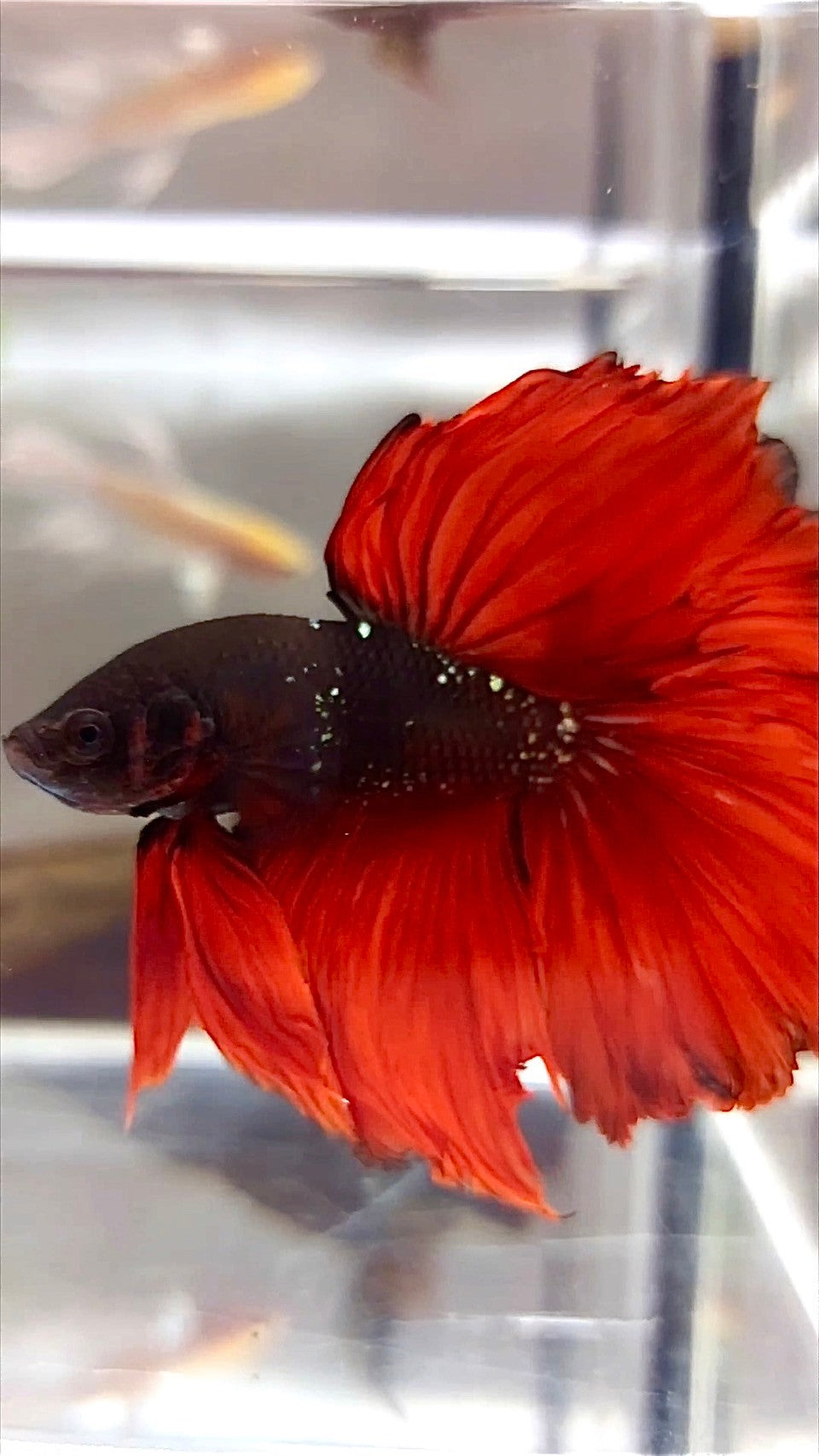 HALFMOON ROSETAIL BLACK GALAXY COPPER AVATAR RED VAMPIRE BETTA FISH