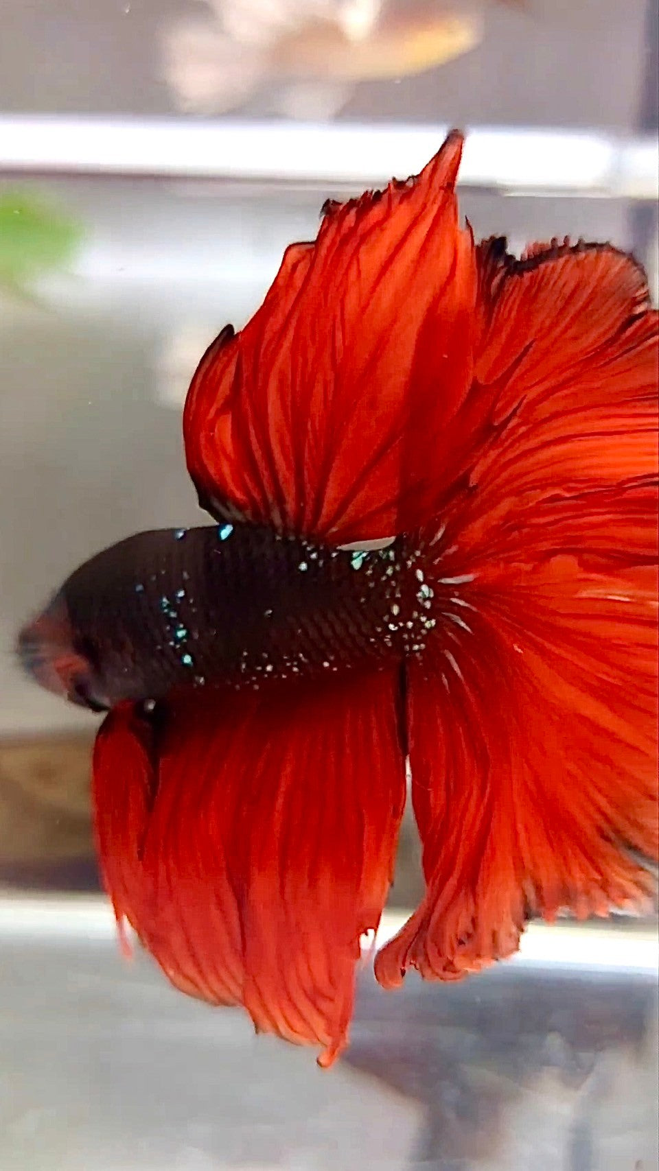 HALFMOON ROSETAIL SCHWARZ GALAXY KUPFER AVATAR ROTER VAMPIR BETTA FISCH