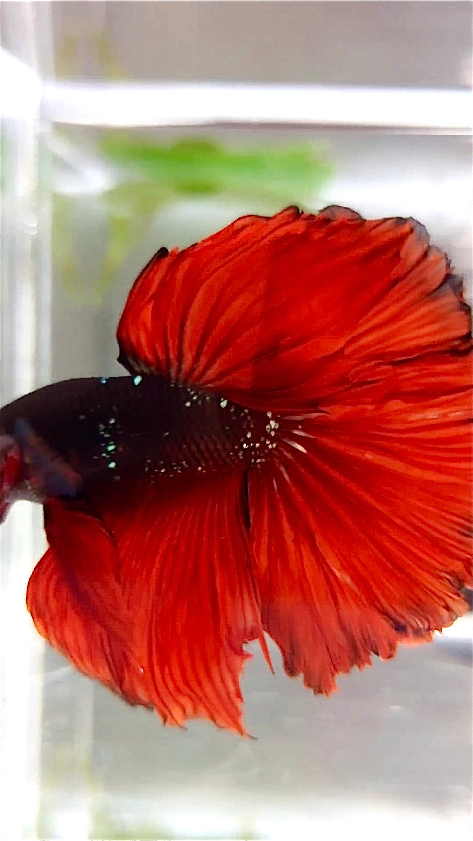 HALFMOON ROSETAIL SCHWARZ GALAXY KUPFER AVATAR ROTER VAMPIR BETTA FISCH