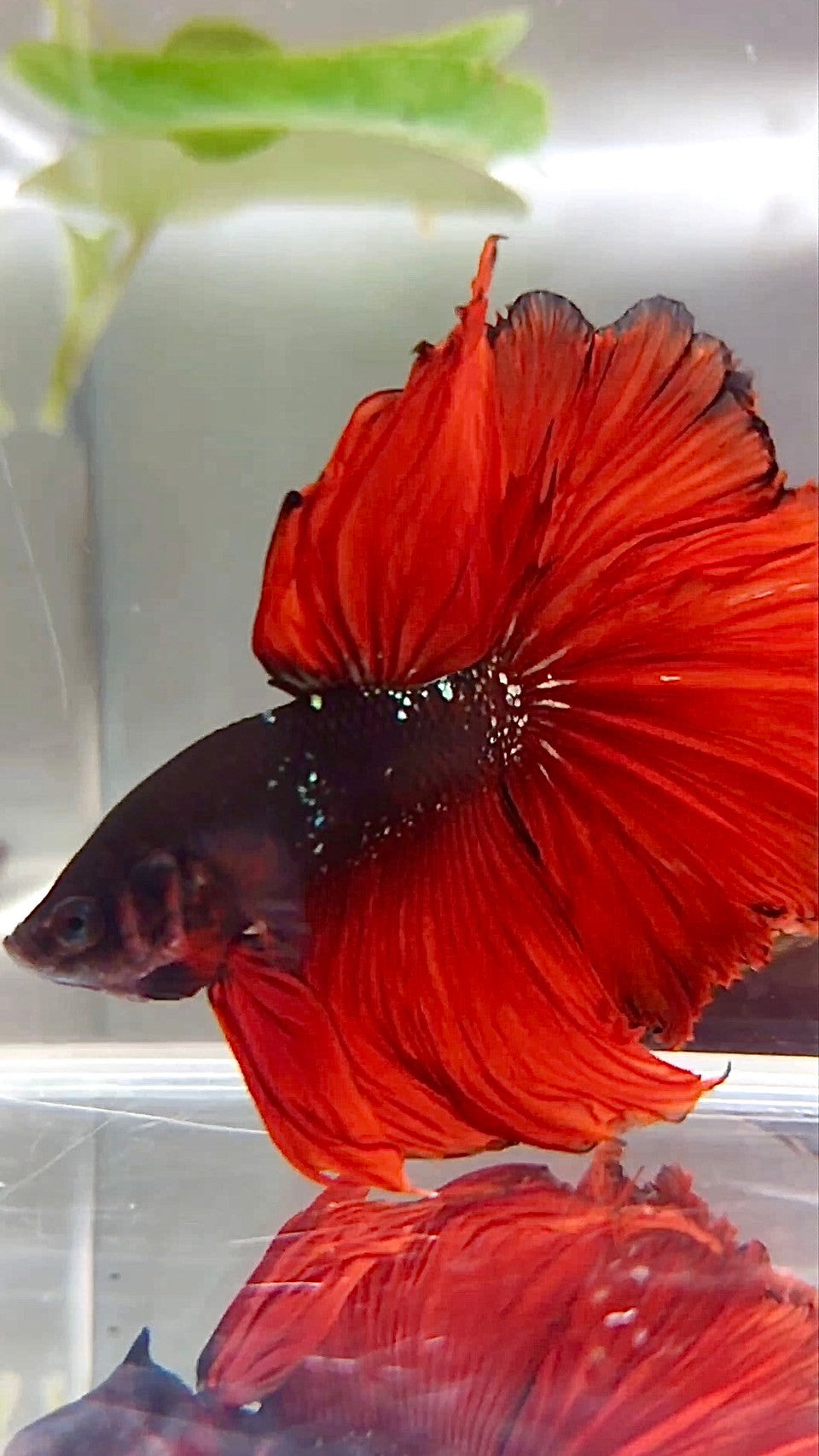 HALFMOON ROSETAIL BLACK GALAXY COPPER AVATAR RED VAMPIRE BETTA FISH