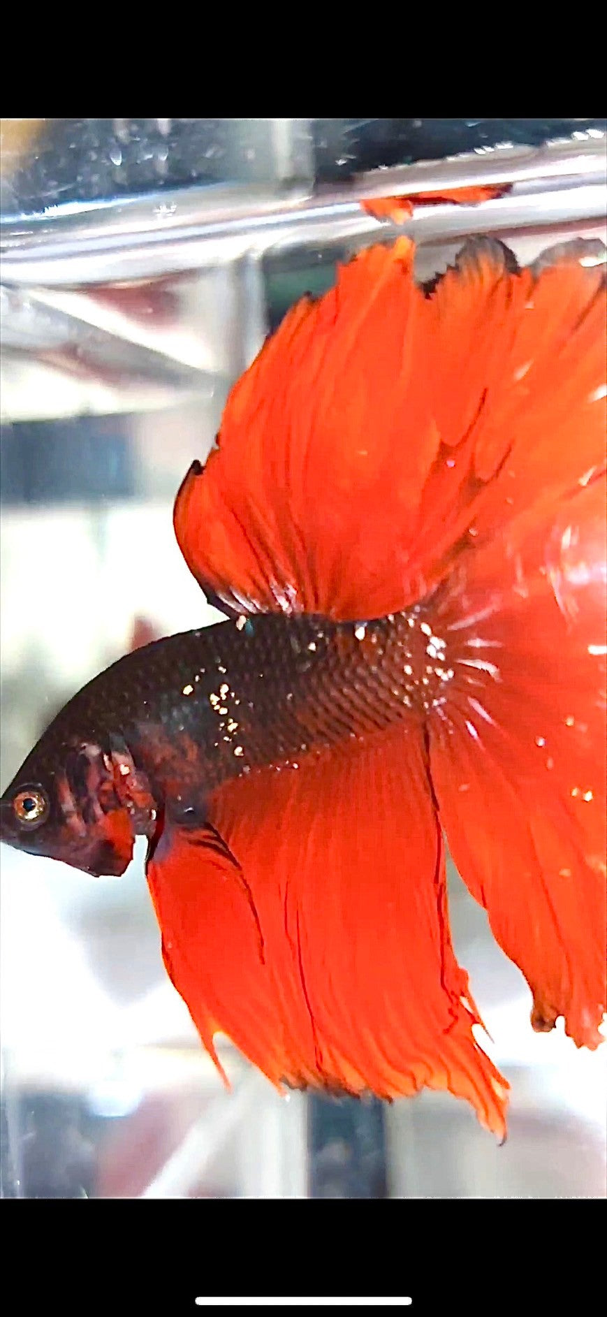 HALFMOON ROSETAIL BLACK GALAXY COPPER AVATAR RED VAMPIRE BETTA FISH