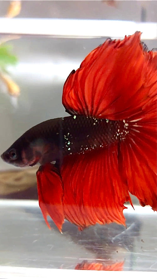 HALFMOON ROSETAIL SCHWARZ GALAXY KUPFER AVATAR ROTER VAMPIR BETTA FISCH