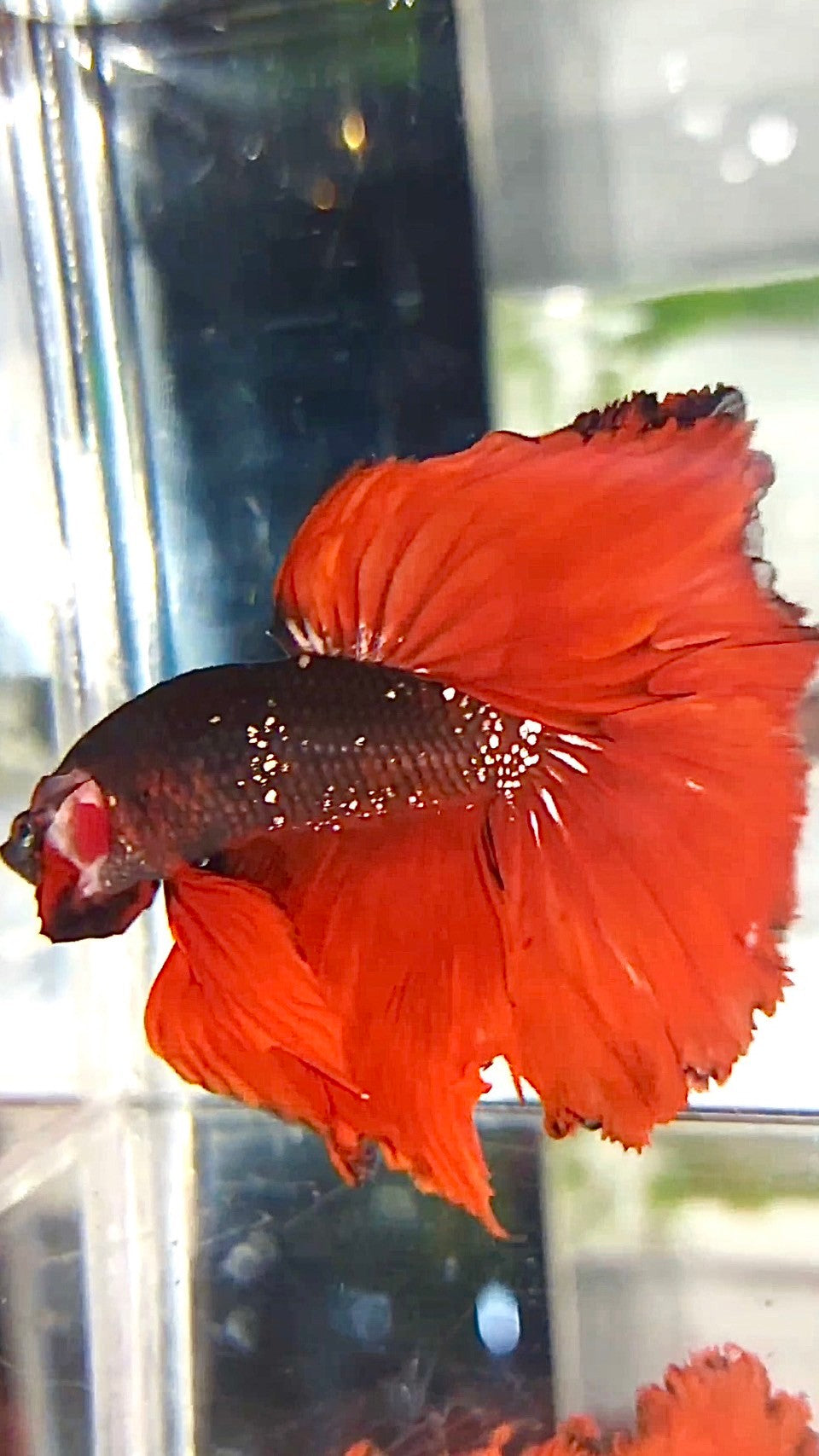 HALFMOON ROSETAIL BLACK GALAXY COPPER AVATAR RED VAMPIRE BETTA FISH