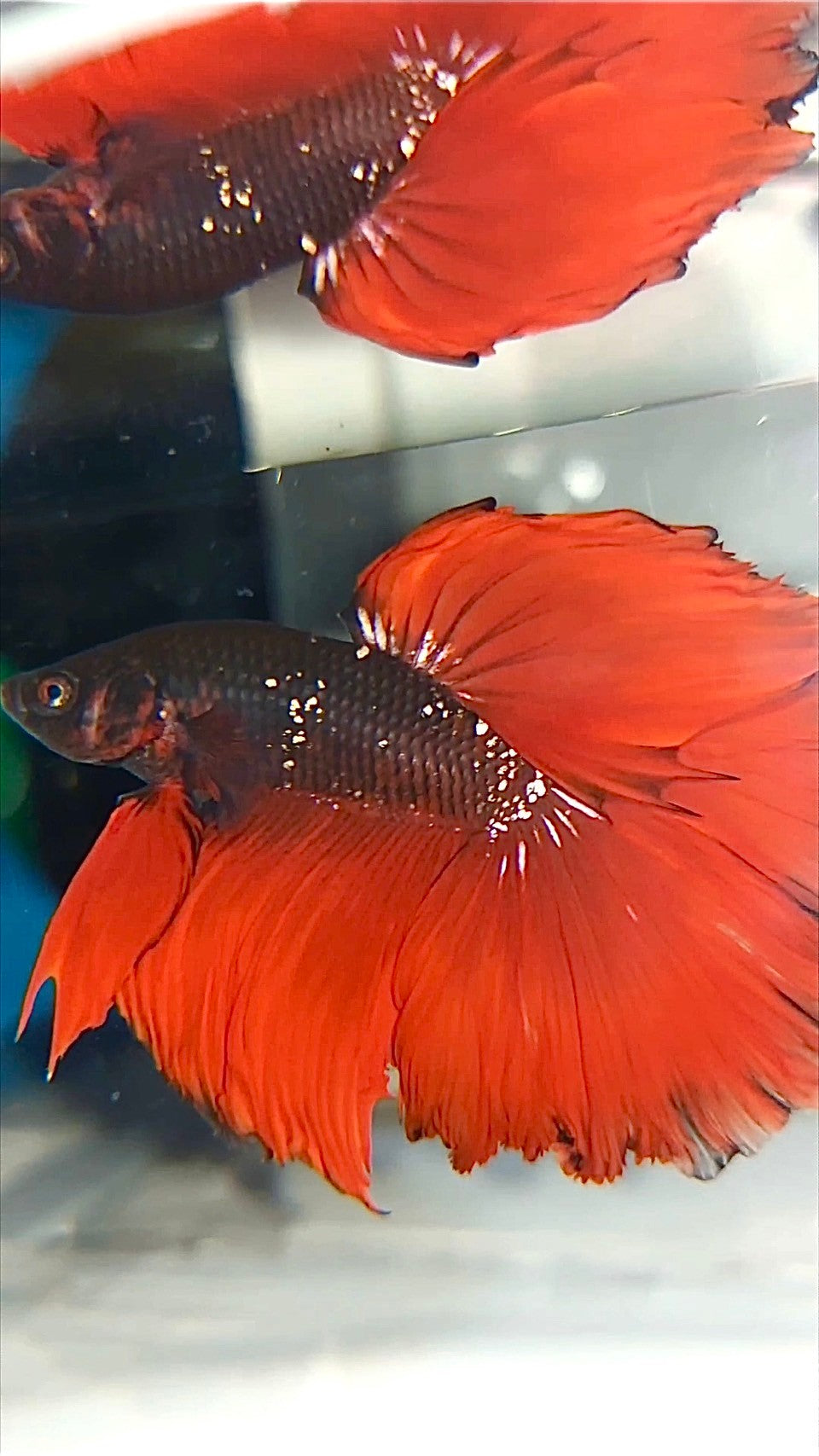 HALFMOON ROSETAIL BLACK GALAXY COPPER AVATAR RED VAMPIRE BETTA FISH