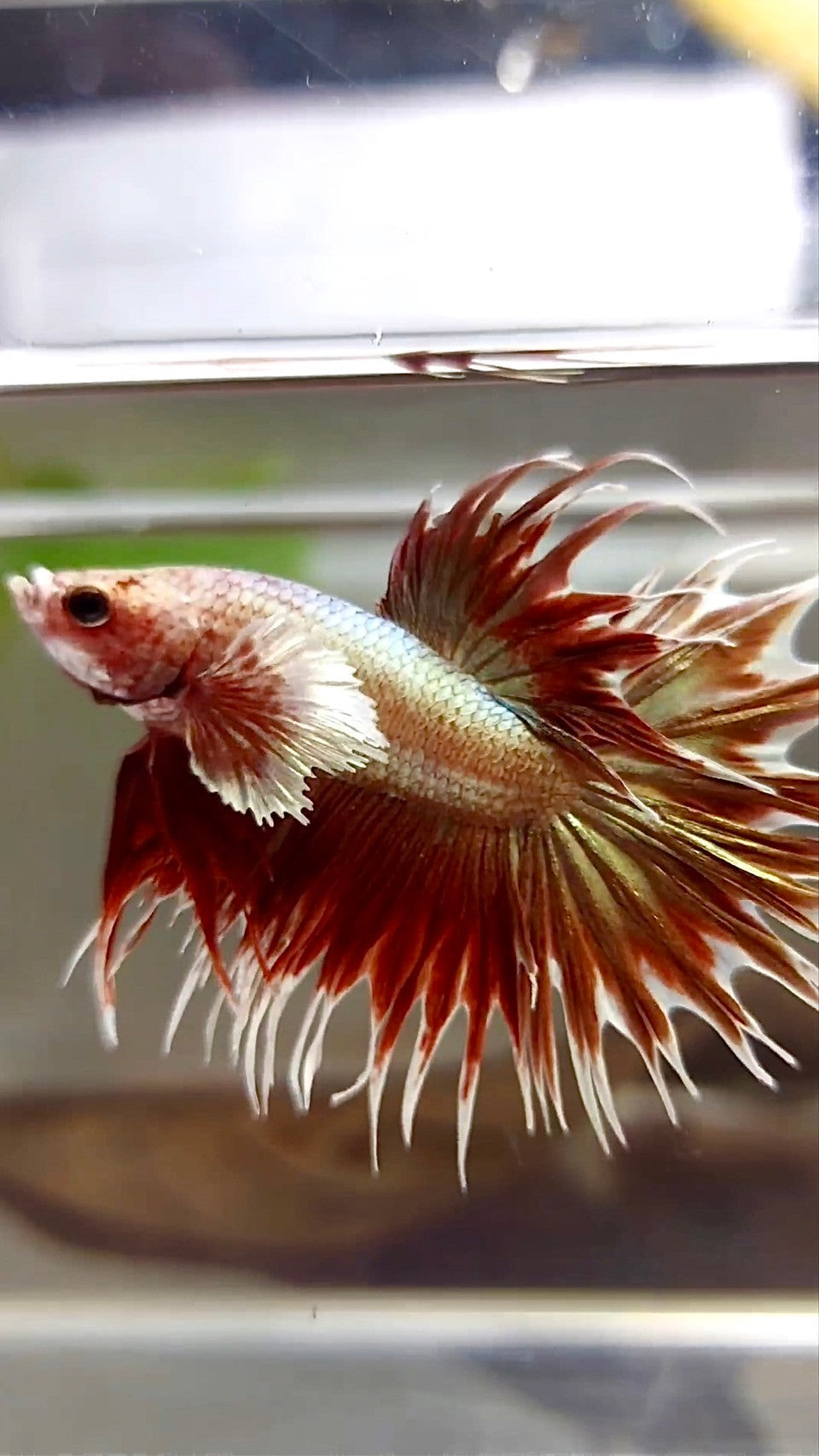 CROWNTAIL DUMBO EAR ROSEGOLD SUPER BETTA FISH