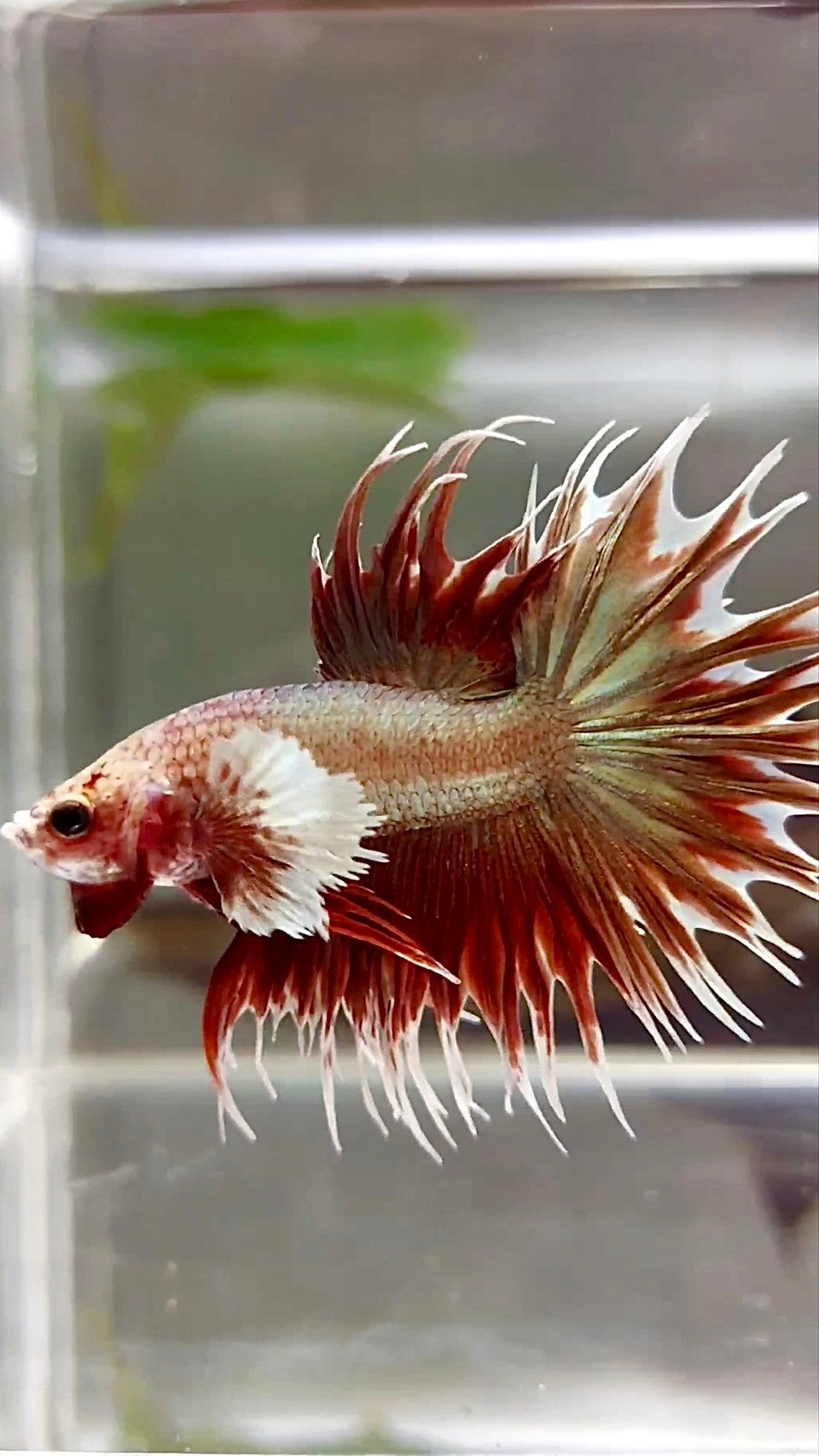 CROWNTAIL DUMBO EAR ROSEGOLD SUPER BETTA FISH