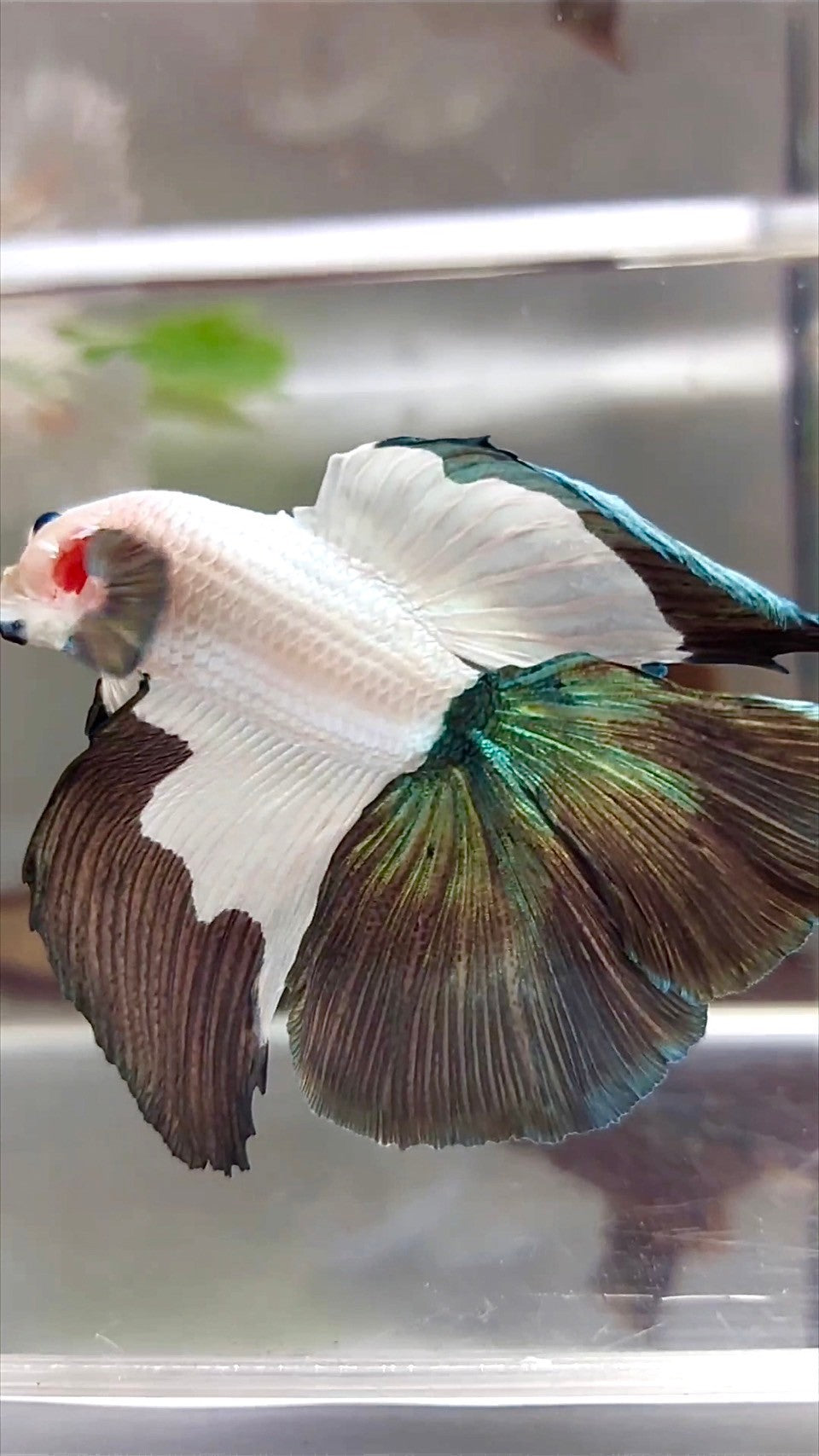 HALFMOON DOUBLE TAIL COPPER RIM BETTA FISH