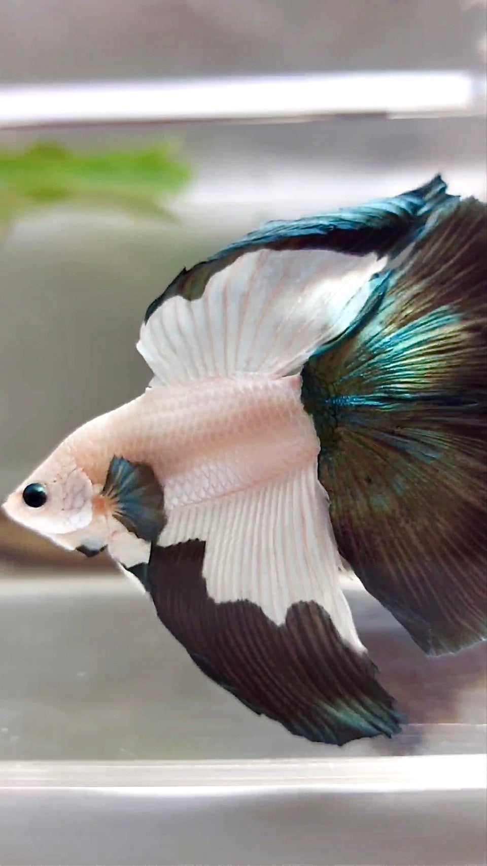 HALFMOON DOUBLE TAIL COPPER RIM BETTA FISH