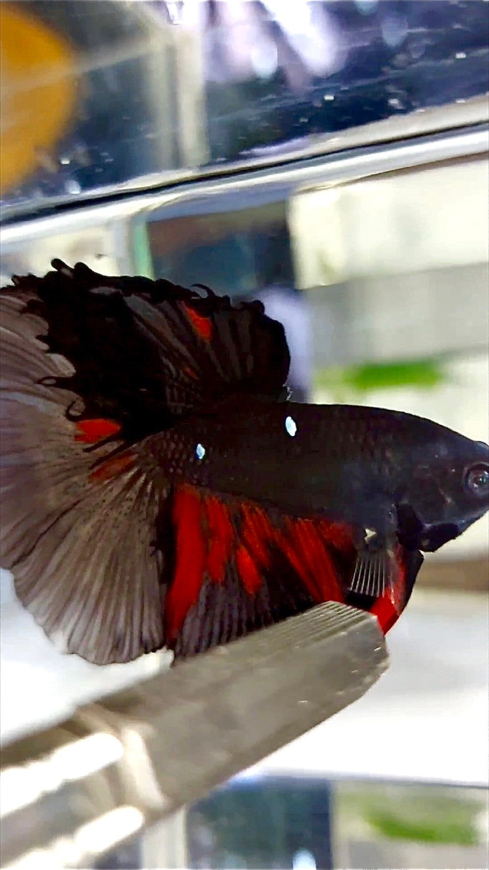 XL HALFMOON ROSETAIL BLACK GALAXY AVATAR BETTA FISH