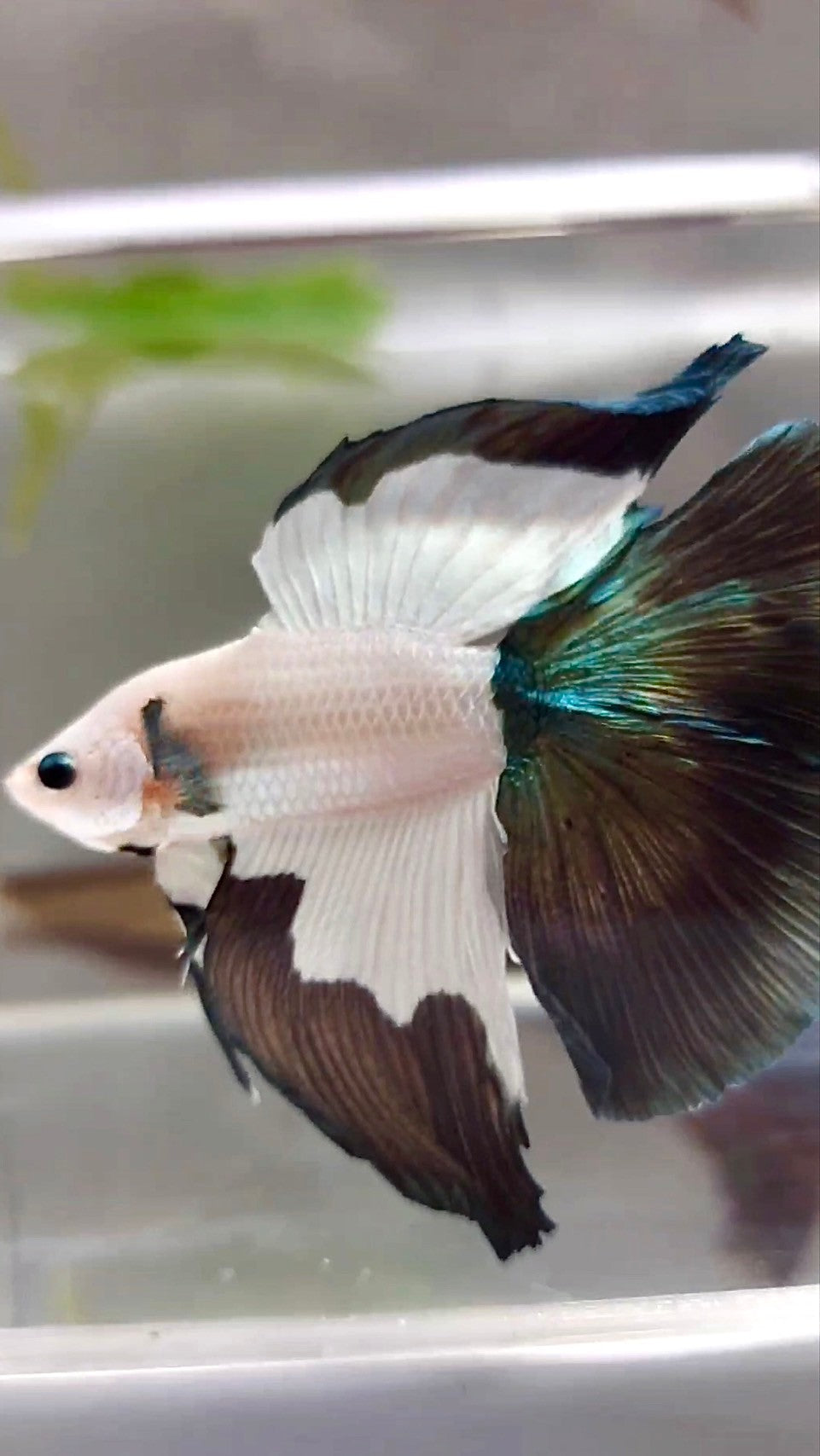 HALFMOON DOUBLE TAIL COPPER RIM BETTA FISH