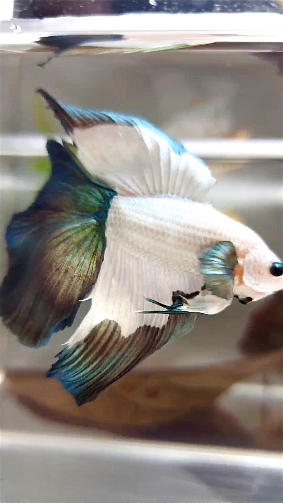 HALFMOON DOUBLE TAIL COPPER RIM BETTA FISH