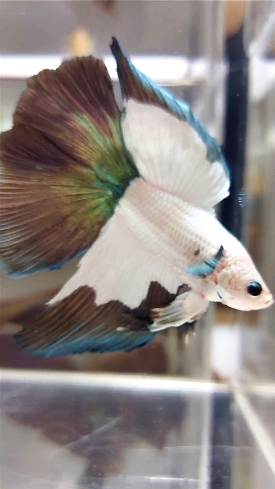 HALFMOON DOUBLE TAIL COPPER RIM BETTA FISH