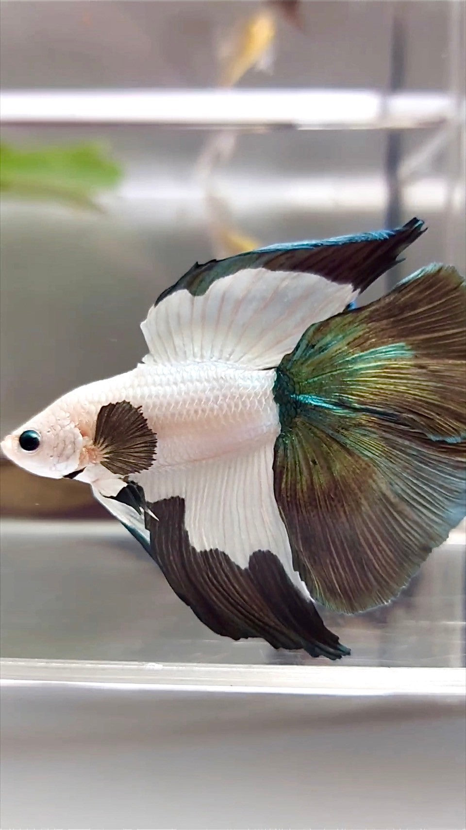 HALFMOON DOUBLE TAIL COPPER RIM BETTA FISH