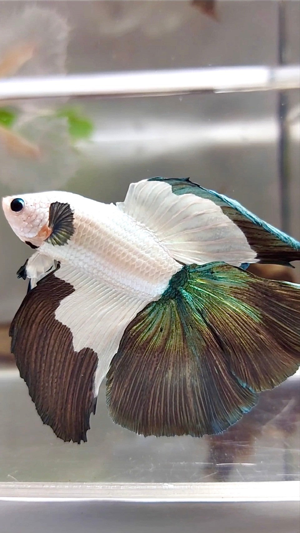 HALFMOON DOUBLE TAIL COPPER RIM BETTA FISH