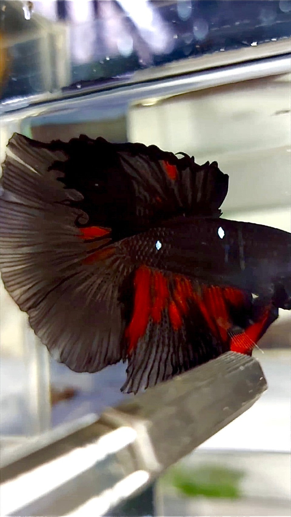 XL HALFMOON ROSETAIL BLACK GALAXY AVATAR BETTA FISH