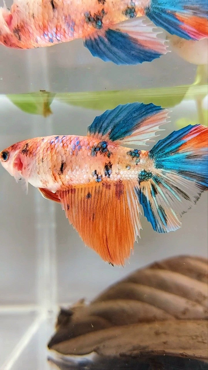 WEIBLICHER RIESENGRÖSSE HALBMOND-ROSENSCHWANZ BO 4,6 CM ORANGE GALAXIE MEHRFARBIGER BETTA-FISCH