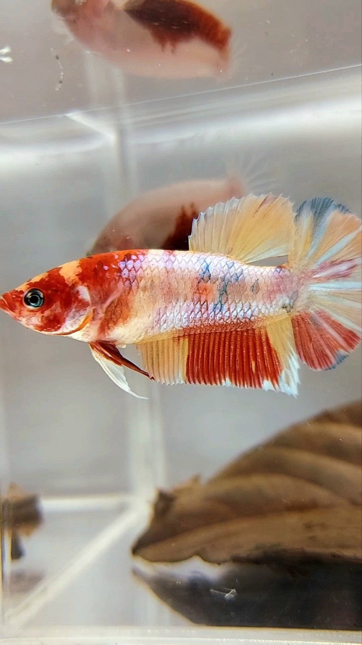 WEIBLICHER RIESENBO 4,5CM PLAKAT ORANGE NEMO KUPFER MEHRFARBIGER BETTA-FISCH