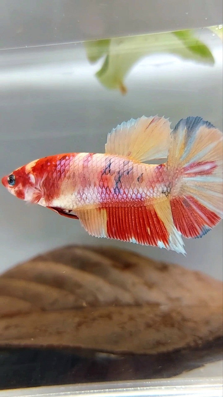 FEMALE GIANT BO 4,5CM PLAKAT ORANGE NEMO COPPER MULTICOLOR BETTA FISH