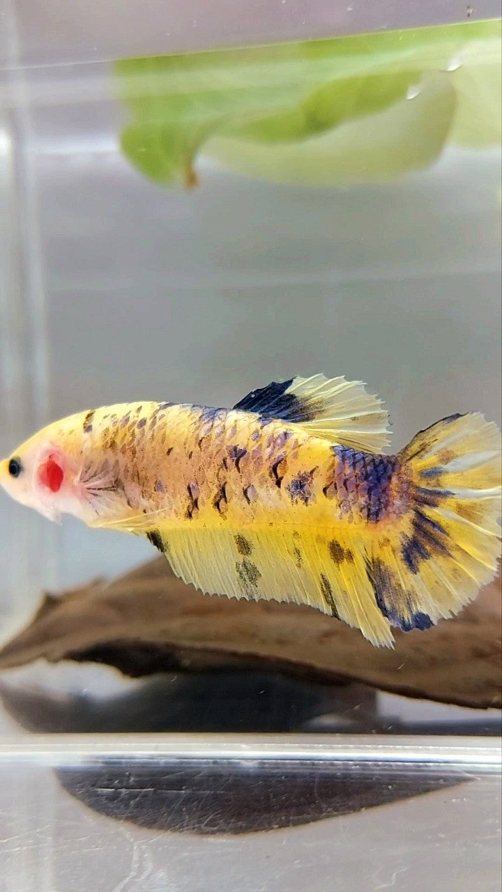 WEIBLICHER RIESENBO 5,5 CM PLAKAT GELBE PUNKTE TIGER MEHRFARBIGER BETTA-FISCH