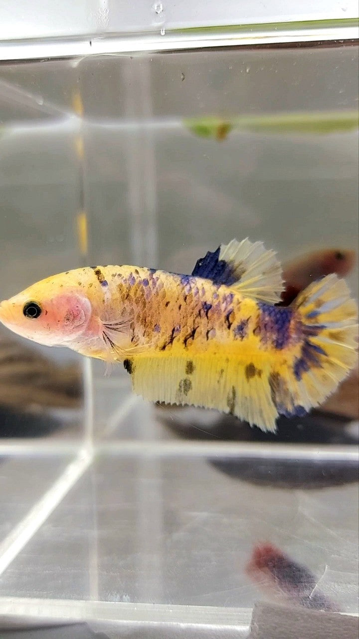 WEIBLICHER RIESENBO 5,5 CM PLAKAT GELBE PUNKTE TIGER MEHRFARBIGER BETTA-FISCH