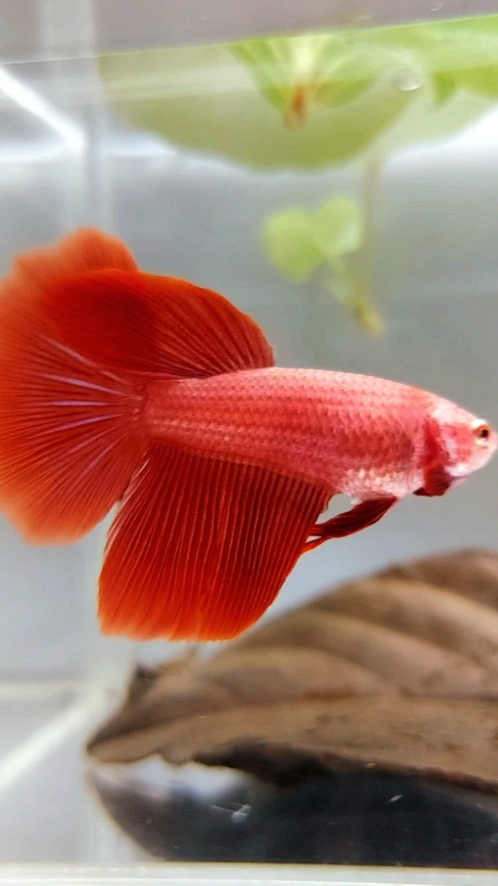 FEMALE HALFMOON OVERTAIL ROSETAIL SUPER RED SOLID BETTA FISH