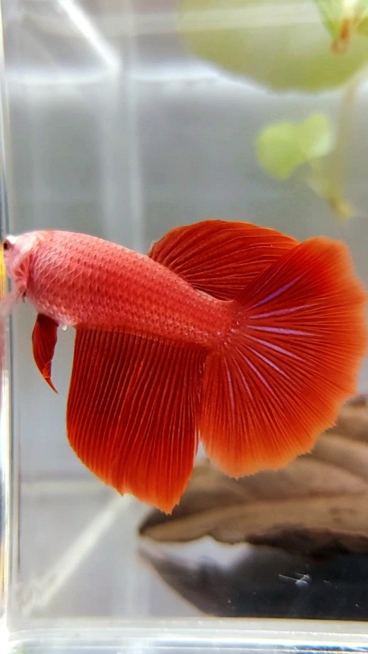 WEIBLICHER HALFMOON OVERTAIL ROSETAIL SUPER RED SOLID BETTA FISH