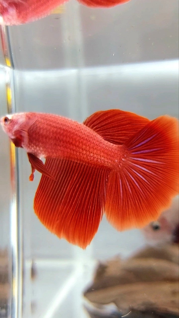 WEIBLICHER HALFMOON OVERTAIL ROSETAIL SUPER RED SOLID BETTA FISH