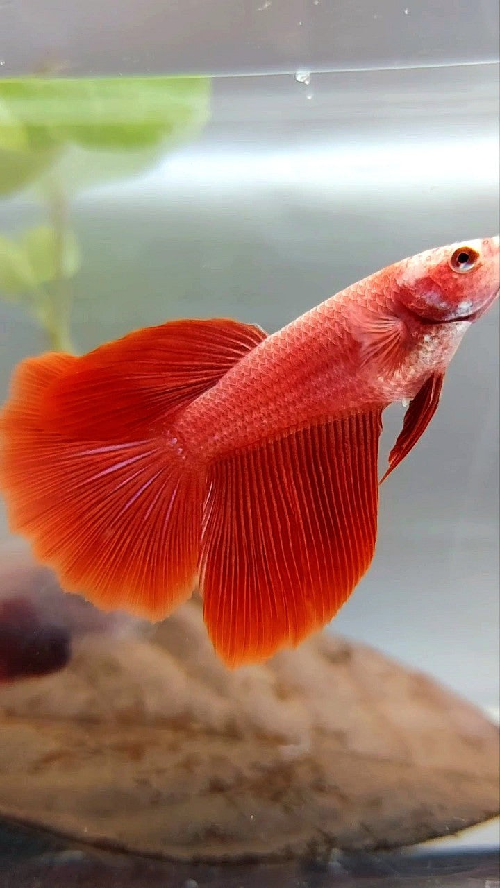 FEMALE HALFMOON OVERTAIL ROSETAIL SUPER RED SOLID BETTA FISH