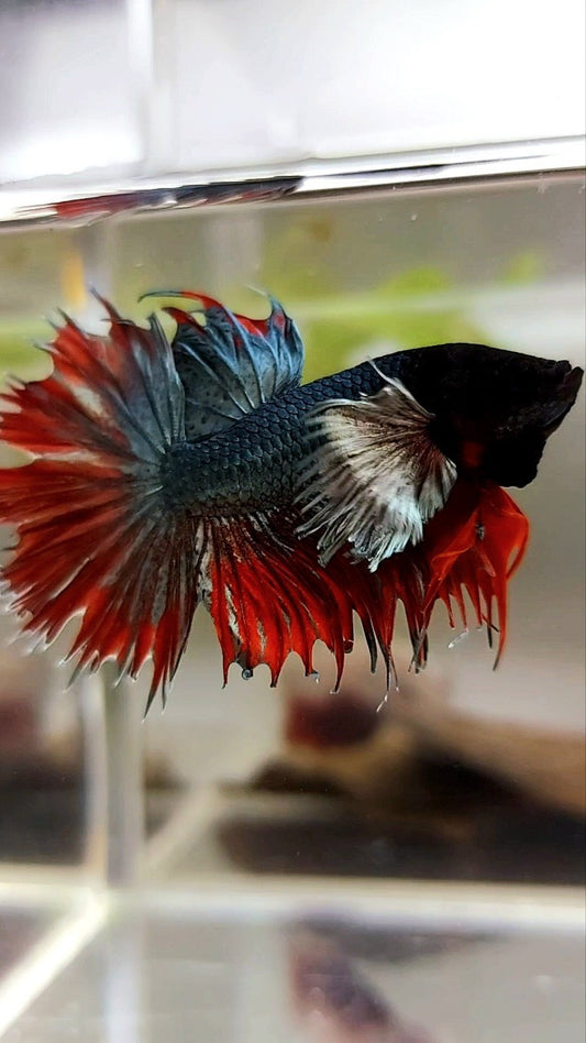 CROWNTAIL SUPER DUMBO EAR RED COPPER ARMY BETTA FISH