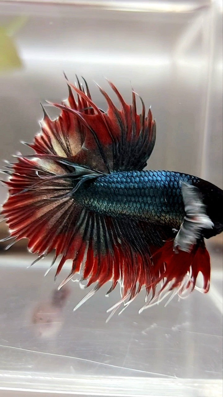 CROWNTAIL DUMBO EAR RED COPPER ARMY BETTA FISH