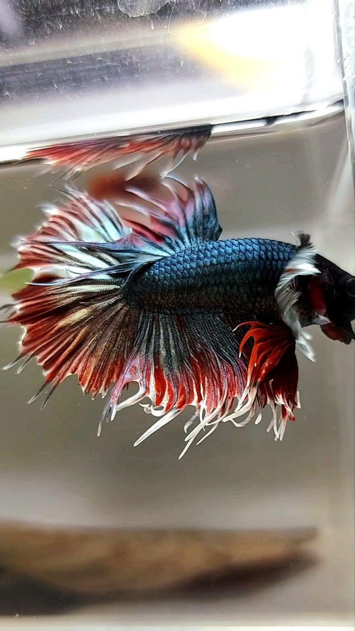 CROWNTAIL DUMBO EAR RED COPPER ARMY BETTA FISH